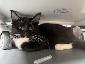 John (BC) -  Domestic Long Hair Cat for Adoption in Powdersville, South Carolina - John (BC) | PetCurious
