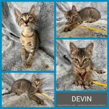 Devin -  Domestic Short Hair Cat for Adoption in Corpus Christi, Texas - Devin | PetCurious