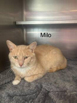 Milo -  Domestic Short Hair Cat for Adoption in Cambridge, Maryland - Milo | PetCurious