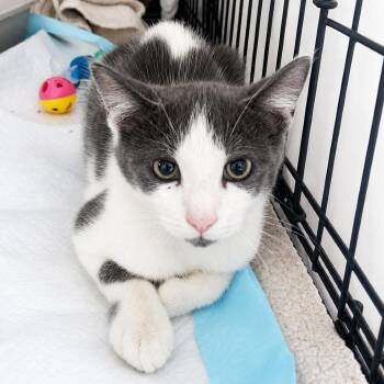 Haze -  Domestic Short Hair Cat for Adoption in Long Beach, California - Haze | PetCurious