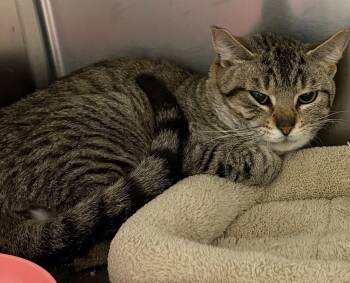 American Shorthair Cats Available for Adoption in Scituate, Massachusetts - Timothy | PetCurious