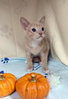 Birdy -  Domestic Short Hair and Tiger Cat for Adoption in Lake Monroe, Florida - Birdy | PetCurious