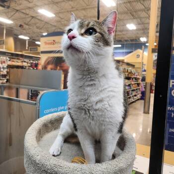 Domestic Short Hair Cats Available for Adoption - Benji | PetCurious