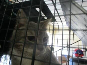 Domestic Short Hair Cats Available for Adoption in Ocala, Florida - CLEOPATRA | PetCurious