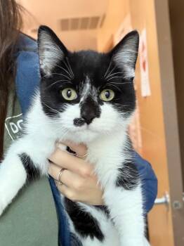 Pooh -  Domestic Short Hair Cat for Adoption in Menomonie, Wisconsin - Pooh | PetCurious