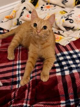 *Gabriella -  Domestic Short Hair Cat for Adoption in Newnan, Georgia - *Gabriella | PetCurious