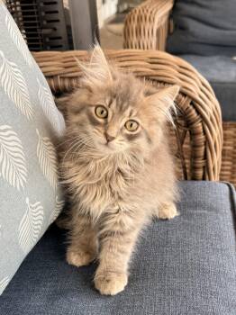 Sugar Butt -  Ragamuffin and Domestic Long Hair Cat for Adoption in Tavares, Florida - Sugar Butt | PetCurious