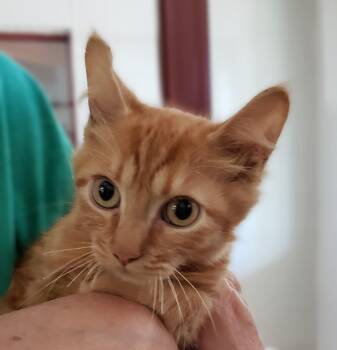 Domestic Short Hair Cats Available for Adoption - Abraham | PetCurious