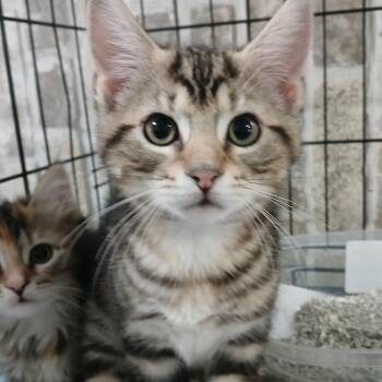 Domestic Short Hair and Tabby Cats Available for Adoption in Germansville, Pennsylvania - Eeyore | PetCurious