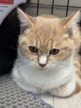 Ned-Pet Valu Oakwoods -  British Shorthair Cat for Adoption in Mississauga, Ontario - Ned-Pet Valu Oakwoods | PetCurious