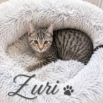 Zuri -  Domestic Short Hair Cat for Adoption in Newport, Kentucky - Zuri | PetCurious
