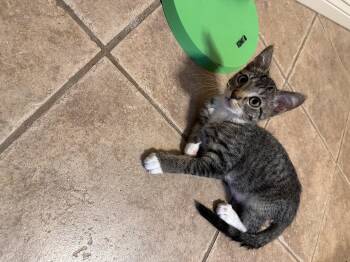 Rescue Tabby Cats for Adoption in Spring, Texas - Derecho - Riley Fuzzel Petsmart | PetCurious