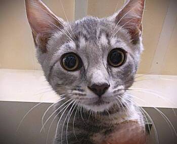 Blue -  Tabby Cat for Adoption in Fort Myers, Florida - Blue | PetCurious
