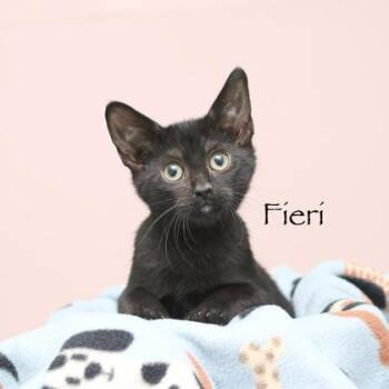 Fieri -  Domestic Medium Hair and Domestic Short Hair Cat for Adoption in Parma, Ohio - Fieri | PetCurious