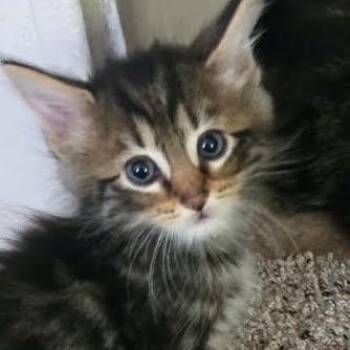 Basil -  Domestic Medium Hair Cat for Adoption in San Diego, California - Basil | PetCurious