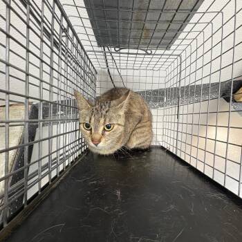 Feral Sundance Kid -  Domestic Short Hair Cat for Adoption in Columbiana, Alabama - Feral Sundance Kid | PetCurious