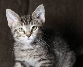 Rescue Tabby and Domestic Short Hair Cats for Adoption in Skyline, Minnesota - Goat | PetCurious