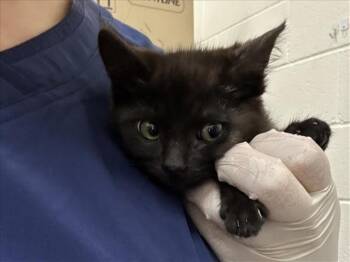 Domestic Medium Hair Cats Available for Adoption in Santa Fe, New Mexico - DIBBLE | PetCurious