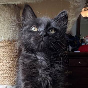Onyex -  Domestic Short Hair Cat for Adoption in Fayetteville, Arkansas - Onyex | PetCurious