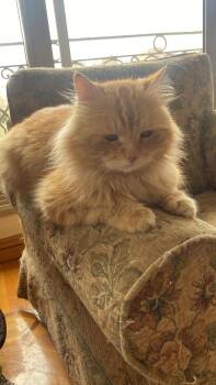 Teddy Carly -  Siberian and Maine Coon Cat for Adoption in Brampton, Ontario - Teddy Carly | PetCurious