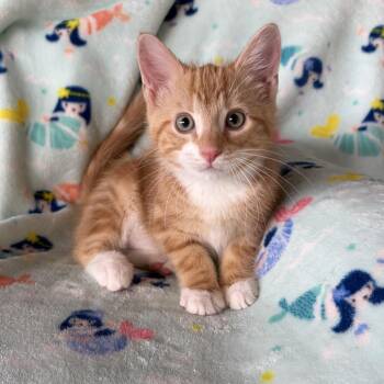 BROOKS -  Domestic Short Hair Cat for Adoption in East Greenwich, Rhode Island - BROOKS | PetCurious
