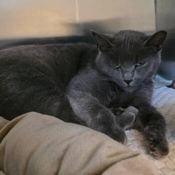 Pee Wee -  Domestic Short Hair Cat for Adoption in Bristol, Indiana - Pee Wee | PetCurious