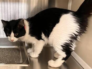 Domestic Short Hair Cats Available for Adoption in Colorado Springs, Colorado - DORA | PetCurious