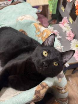Rescue Bombay Cats for Adoption in Norwich, Connecticut - Aster | PetCurious