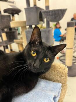 Mars -  Domestic Short Hair Cat for Adoption in West Palm Beach, Florida - Mars | PetCurious
