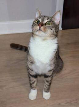 Jodie -  Domestic Short Hair Cat for Adoption in Knoxville, Tennessee - Jodie | PetCurious