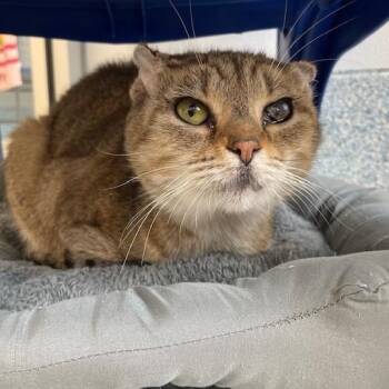 Biscuit (Scheduled to Be Spayed and Vaccinated on June 29, 2026) -  Domestic Short Hair Cat for Adoption in Stafford, Virginia - Biscuit (Scheduled To Be Spayed And Vaccinated On June 29, 2026) | PetCurious