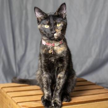 Ivy -  Domestic Short Hair Cat for Adoption in The Woodlands, Texas - Ivy | PetCurious