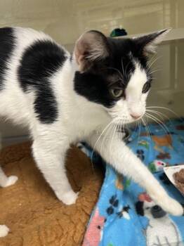 Domestic Short Hair Cats Available for Adoption - Highland | PetCurious