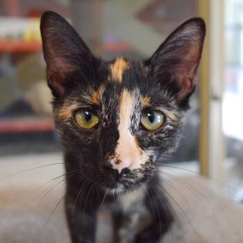 Tulia -  Domestic Short Hair Cat for Adoption in Bulverde, Texas - Tulia | PetCurious