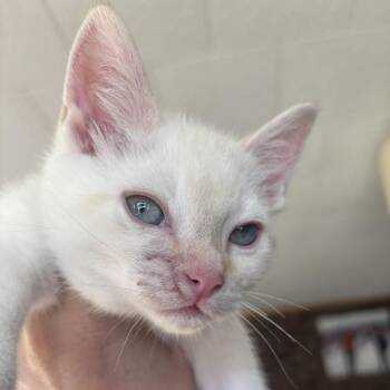 Polar w/Grizzly -  Domestic Short Hair Cat for Adoption in Morristown, Vermont - Polar W/Grizzly | PetCurious