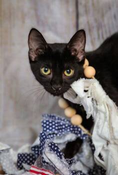 Percy -  Domestic Short Hair Cat for Adoption in Dothan, Alabama - Percy | PetCurious