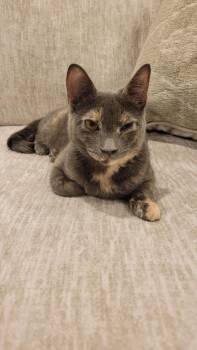 Smokey -  Dilute Tortoiseshell Cat Available for Adoption in Linden, New Jersey - Smokey | PetCurious