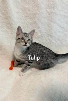 Tulip -  Domestic Short Hair and Tabby Cat for Adoption in Morehead, Kentucky - Tulip | PetCurious