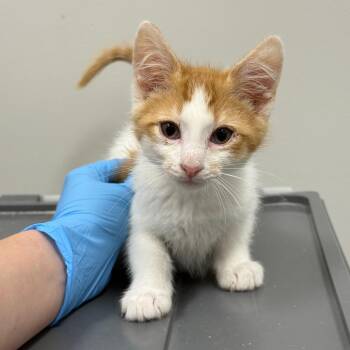 Apricot -  Domestic Short Hair Cat for Adoption in Spring Hill, Kansas - Apricot | PetCurious