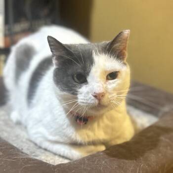 Buffy -  Domestic Short Hair Cat for Adoption in Philadelphia, Pennsylvania - Buffy | PetCurious