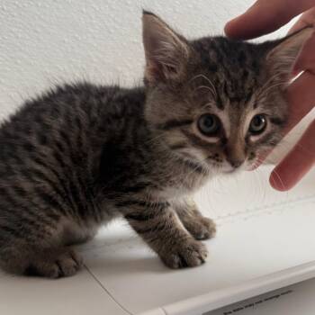 Scooter -  Domestic Short Hair Cat for Adoption in Cedaredge, Colorado - Scooter | PetCurious