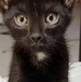 Pip -  Domestic Short Hair Cat for Adoption in Lebanon, Pennsylvania - Pip | PetCurious