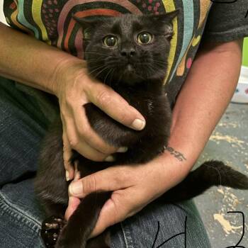 Gretchen -  Domestic Short Hair Cat for Adoption in Midland, Texas - Gretchen | PetCurious