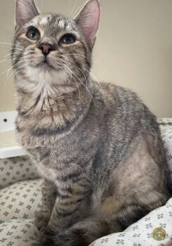 Rescue Domestic Short Hair Cats for Adoption in Hagerstown, Maryland - PARSLEY | PetCurious