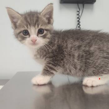 Rescue Domestic Short Hair Cats for Adoption in Fort Smith, Arkansas - All Spice (25-10698) | PetCurious