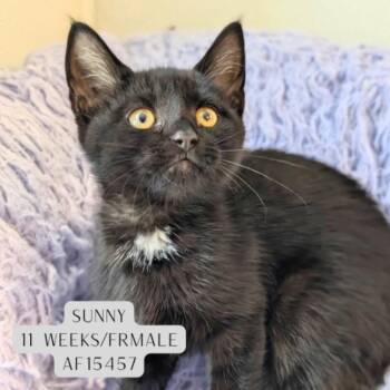 Sunny -  Domestic Short Hair Cat for Adoption - Sunny | PetCurious