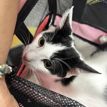 Journey -  Domestic Short Hair Cat for Adoption in Philadelphia, Pennsylvania - Journey | PetCurious