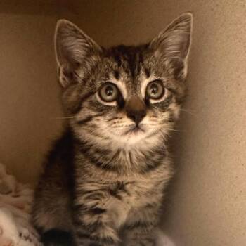 Kayak -  Domestic Short Hair Cat for Adoption in Reno, Nevada - Kayak | PetCurious