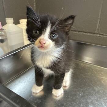 Domestic Short Hair Cats Available for Adoption in Tuscaloosa, Alabama - TUSC-Stray-84597 | PetCurious