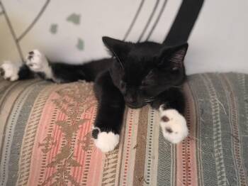 Domestic Short Hair Cats Available for Adoption - Man O